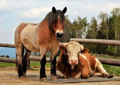 Ein Pferd und eine Kuh auf dem Erdlingshof in Kollnburg.