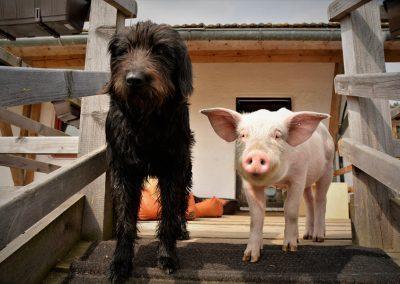 Ein Hund und ein Ferkel auf dem Erdlingshof in Kollnburg.