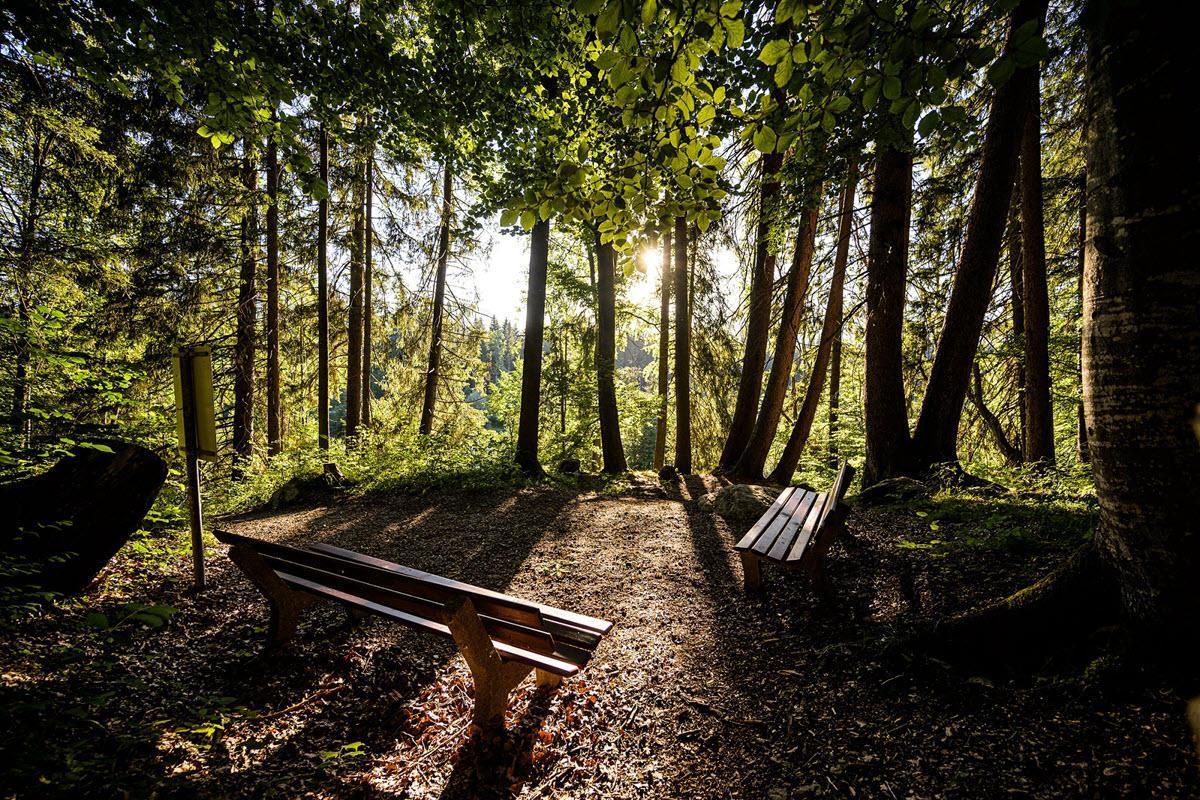 Auf dem Foto sehen Sie zwei Sitzbänke im Wald an einem sonnigen Tag.